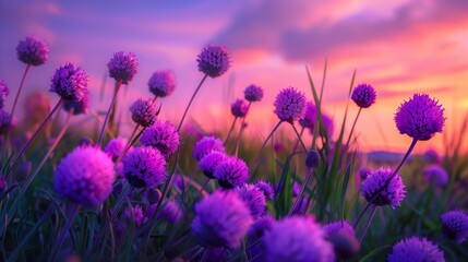 Fototapeta premium : Purple flowers in a field, their vibrant color intensified by the deep hues of the sunset sky.