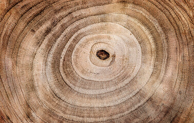 Wood texture, Close-up of wooden cut texture with tree rings