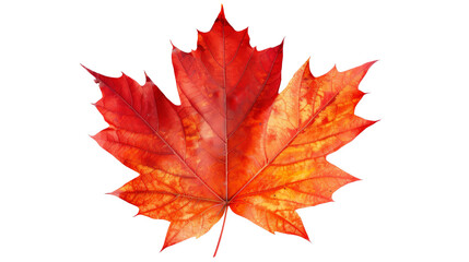 Close-up of a vibrant red autumn maple leaf isolated on a white background, showcasing its detailed texture and changing colors of fall.