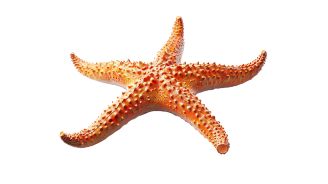 Close-up of an orange starfish isolated on a transparent background, showcasing its detailed texture and unique sea marine life body structure.
