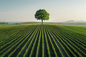 Aerial view of vast, open farmland with a lone tree as the focal point. Emphasize the expansiveness and simplicity of the landscape, with the uniform rows of crops 
