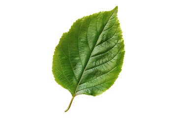 Fototapeta premium Green leaf isolated on white background