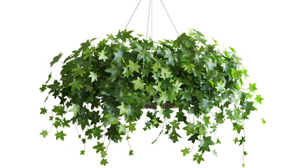 Fototapeta premium Lush, green hanging ivy plant in a decorative pot, perfect for indoor and outdoor decoration, bringing natural beauty to any space.