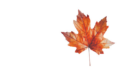 Fototapeta premium Single orange autumn leaf with intricate vein details isolated on a white background, symbolizing the beauty of fall season.