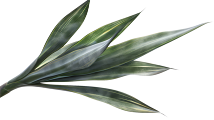 Vibrant green tropical leaves of the agave plant isolated on transparent background. 