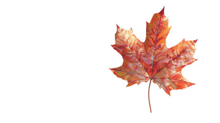 Fototapeta premium Vibrant multicolored autumn leaf isolated on transparent background, symbolizing fall season and natural beauty