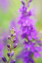 Delphinium elatum close up background. Multicolored Larkspur flowers. Delphinium blue, flowers grows in the garden. Side view.
