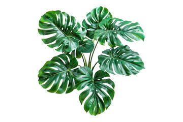 Monstera jungle plant isolated on white background