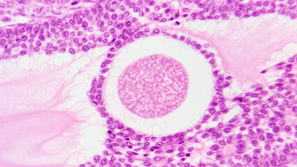 Histology of mammal ovary shows mature ovum. HE staining. Selective focus image