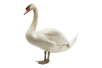 Mute Swan isolated on white background