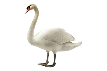Fototapeta premium Mute Swan isolated on white background