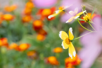 11月の公園　カラフルで美しいウインターコスモス