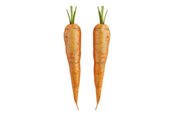 Orange carrots isolated on white background