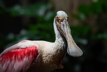 Portrait of a roseate spoonbill