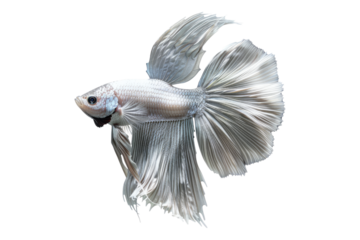 Silver beta fish isolated on white background