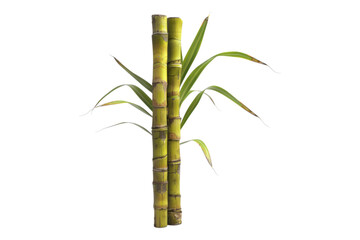 Fototapeta premium Sugar cane stalk isolated on white background