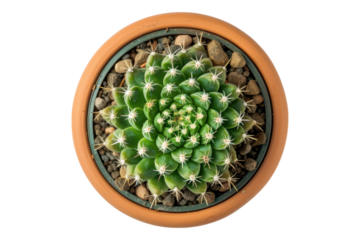 Top view of small potted cactus succulent isolated on white background