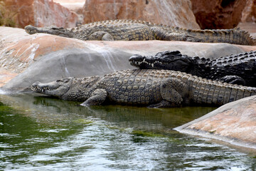 Djerba Tunezja wygrzewające się krokodyle nilowe © Darcos