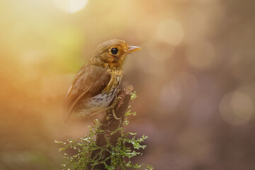 Ochre-breasted Antpitta Grallaricula flavirostris Ecuador. A tiny songbird from the passerine family.