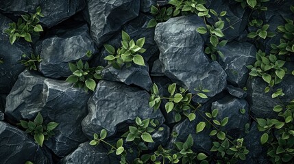 Top view of dark gray rocks with green leaves growing on them, texture background, flat lay.