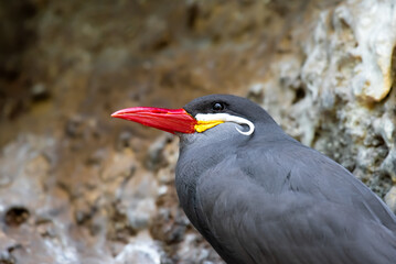 Portrait of Inca tern bird with mustache 