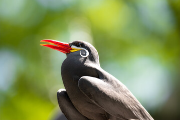 Portrait of Inca tern bird with mustache 