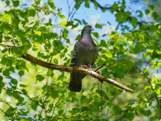 Portrait of a common pigeon, spring day