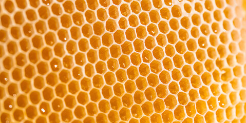 honeycomb macro. Background texture and pattern of a section of wax honeycomb. Long banner format