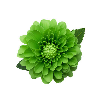 Vibrant green flower in full bloom, isolated on white background. Perfect for nature, botanical, and floral themes.