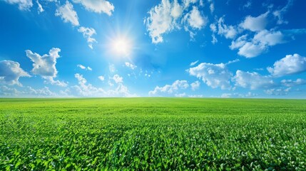 Naklejka premium green grass, sprouts against background of blue sky and bright sun