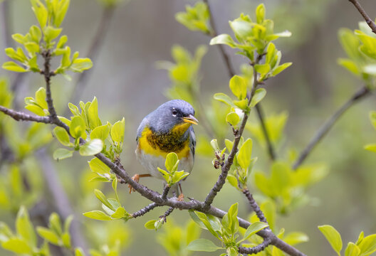 Northern Parula warbler perched on branch in spring in Ottawa, Canada