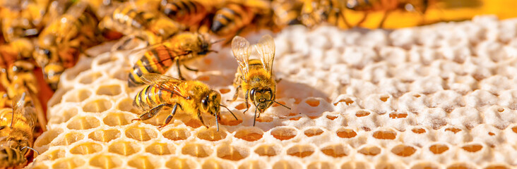 honeycomb with bees close-up. Honey background. Beekeeping concept