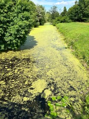 swampy river on a hot day