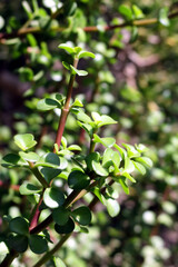 Portulacaria afra (known as elephant bush, porkbush, purslane tree, dwarf jade)