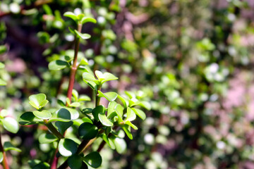 Portulacaria afra (known as elephant bush, porkbush, purslane tree, dwarf jade)