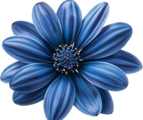 blue daisy flower isolated on transparent background