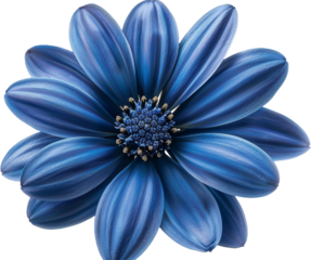 blue daisy flower isolated on transparent background