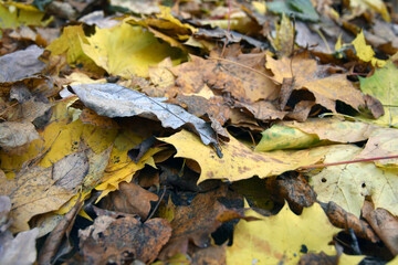 Autumn leaves on the ground