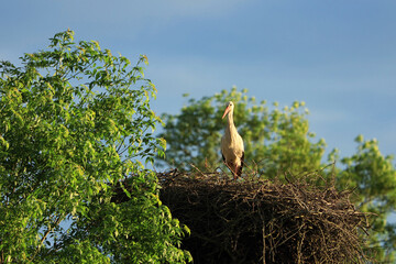 A stork on a nest next to the green trees in the golden light of the sunset in the sunny spring day...