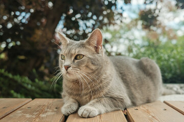 Portrait of a beautiful grey cat close up outside