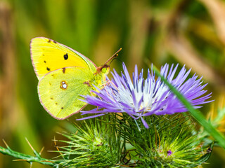 Clouded Yellow, Colias croceus, butterfly on pink flower in Albania