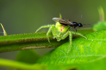  Crab Spider, Heriaeus hirtus, Green Crab Spider in Albania