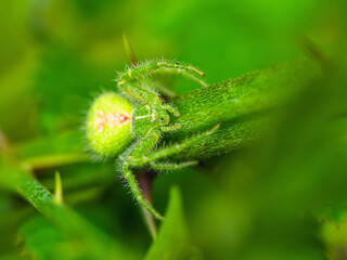  Crab Spider, Heriaeus hirtus, Green Crab Spider in Albania