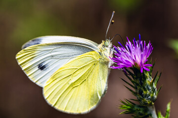 Large White, Pieris brassicae, butterfly on pink flower