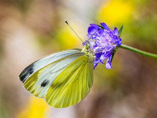 Large White, Pieris brassicae, butterfly on pink flower