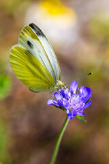 Large White, Pieris brassicae, butterfly on pink flower