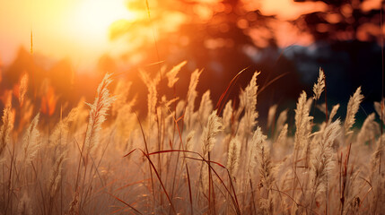 Grasses as the sun sets in the sky sunset nature photography on blurred background
