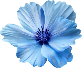 Fototapeta premium blue flower isolated on transparent background