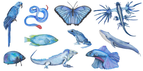 Blue animals Hand painted animal illustration isolated on white background Butterfly, snake, frog, whale, fish, snake, parrot, ladybird, iguana Nursery educational wild life Original hand drawn design