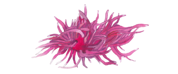 Okenia Rosacea Hopkin’s rose nudibranch Pink Sea slug Hand painted animal illustration Png clipart with transparent background Nursery educational wild life Original handdrawn design